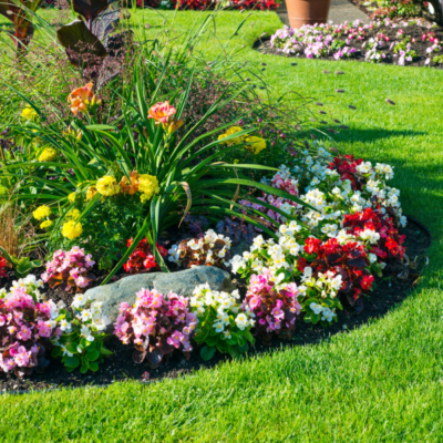 Garden Plants